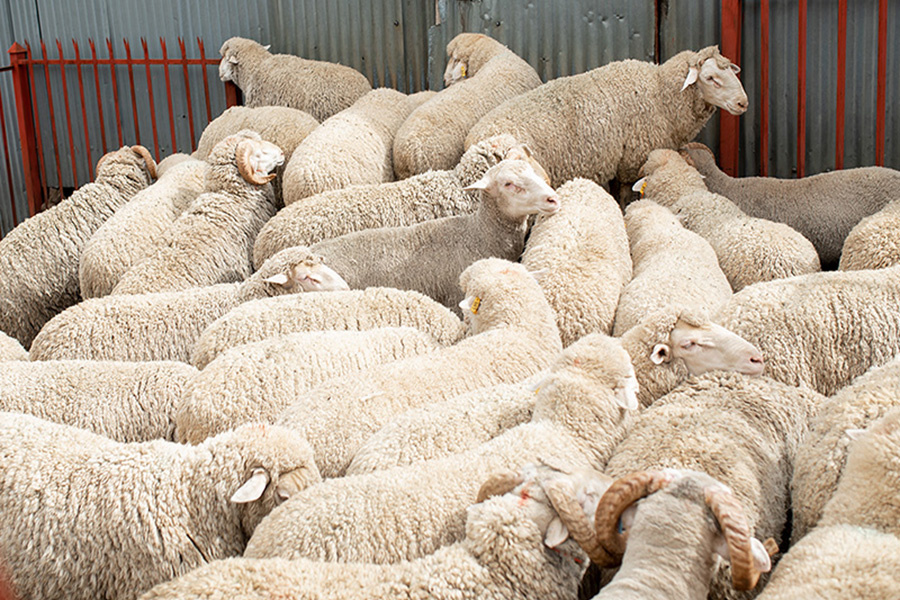 Launch of the Wool and Mohair Farmers Support Project